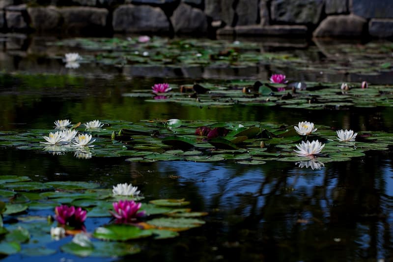 fleurs lotus blanches et roses sur étang